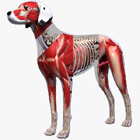 Dog Anatomy (Textured)